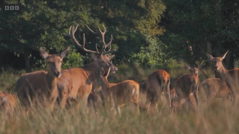BBC纪录片《走进英国国家公园 Inside Britain’s National Parks 2026》全4集 英语中英双字 无水印纯净版 1080P/MKV/4.6G 英国国家公园插图8