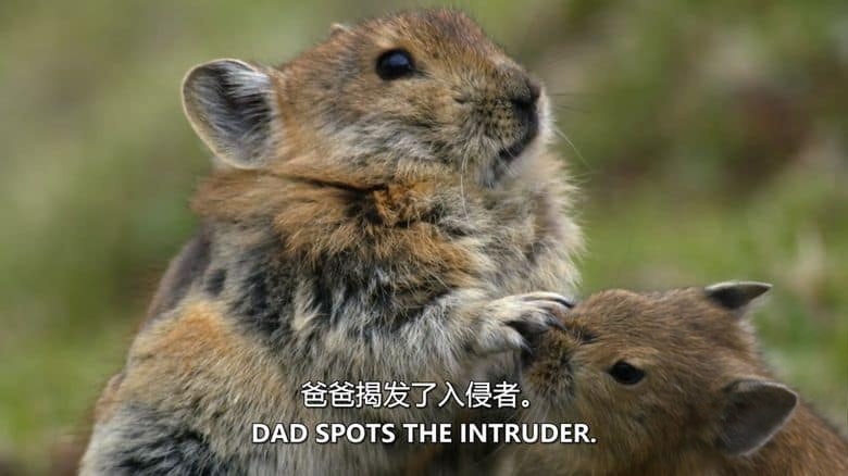 美国纪录片《走进荒野西藏 Into the Wild Tibet 2020》英语中英双字 无水印纯净版 1080P/MKV/2.84G 生态西藏插图2 美国纪录片《走进荒野西藏 Into the Wild Tibet 2020》英语中英双字 无水印纯净版 1080P/MKV/2.84G 生态西藏插图2