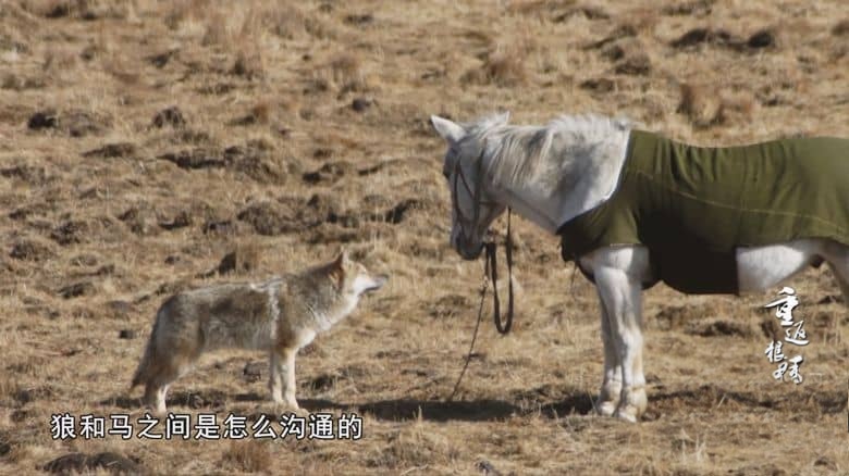 国产纪录片《重返狼群 – 10周年特别纪念版 Return to the Wolves 10-Year Anniversary Special 2021》全11集 国语中字 YOUKU水印版 4K超清/2160P/MP4/75G 狼王格林的感人故事插图5 国产纪录片《重返狼群 – 10周年特别纪念版 Return to the Wolves 10-Year Anniversary Special 2021》全11集 国语中字 YOUKU水印版 4K超清/2160P/MP4/75G 狼王格林的感人故事插图5