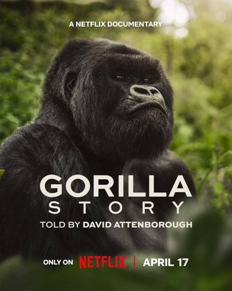 英国纪录片《大卫·艾登堡：大猩猩的故事 A Gorilla Story: Told by David Attenborough 2026》英语中英双字 无水印纯净版 1080P/MKV/1.43G 大猩猩的故事插图