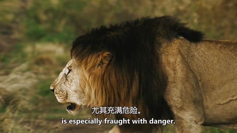 PBS纪录片《与野兽同行 Running with the Beest 2022》英语中英双字 无水印纯净版 1080P/MKV/5.83G 东非牛羚大迁徙插图2 PBS纪录片《与野兽同行 Running with the Beest 2022》英语中英双字 无水印纯净版 1080P/MKV/5.83G 东非牛羚大迁徙插图2