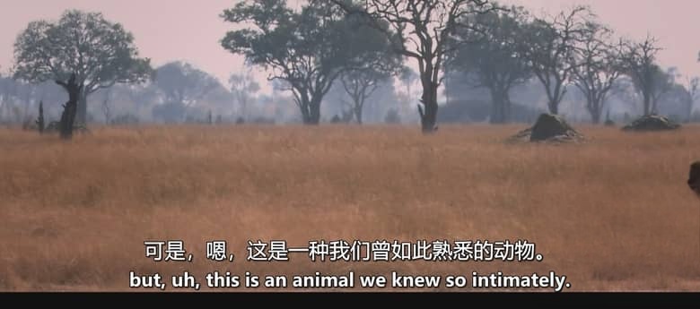 英国纪录片《塞西尔：狮子与牙医 Cecil: The Lion and the Dentist 2026》英语中英双字 无水印纯净版 1080P/MKV/1.31G 人与野生动物的共生插图3