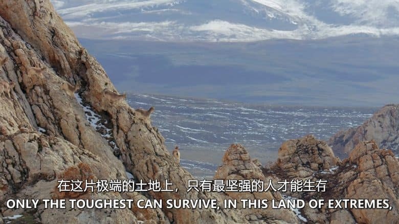 美国纪录片《走进荒野西藏 Into the Wild Tibet 2020》英语中英双字 无水印纯净版 1080P/MKV/2.84G 生态西藏插图7 美国纪录片《走进荒野西藏 Into the Wild Tibet 2020》英语中英双字 无水印纯净版 1080P/MKV/2.84G 生态西藏插图7