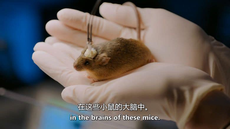 PBS纪录片《记忆黑客 Memory Hackers 2016》英语中英双字 无水印纯净版 1080P/MKV/2.82G 探索记忆插图4 PBS纪录片《记忆黑客 Memory Hackers 2016》英语中英双字 无水印纯净版 1080P/MKV/2.82G 探索记忆插图4