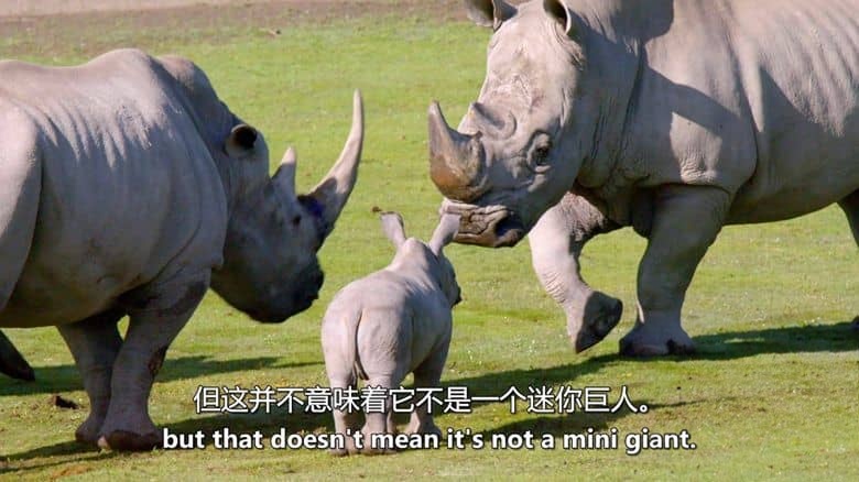 美国纪录片《动物宝宝 Baby Animals 2015-2020》第1-2季全13集 英语中英双字 无水印纯净版 1080P/MKV/23.9G 动物幼崽插图4