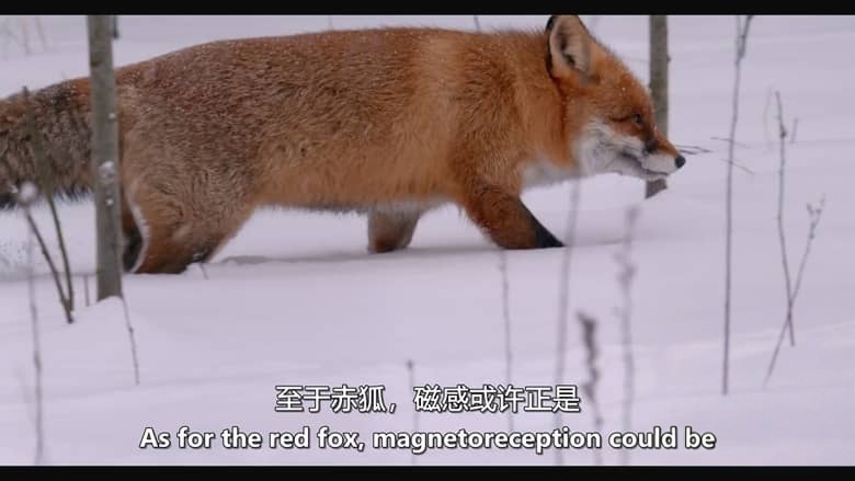 加拿大纪录片《动物本能 The Animal Within 2020-2026》第1-2季全12集 英语中英双字 无水印纯净版 1080P/MKV/21.6G 动物超能力插图5