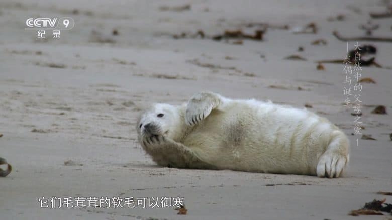 德国纪录片《大自然中的父母之爱 Parents in the Wild 2024》全2集 国语中字 央视版 1080P/TS/6.27G 动物间的亲情插图4 德国纪录片《大自然中的父母之爱 Parents in the Wild 2024》全2集 国语中字 央视版 1080P/TS/6.27G 动物间的亲情插图4