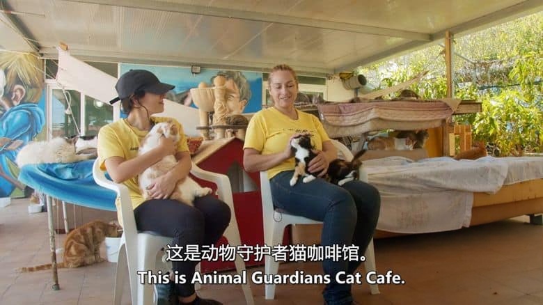 马耳他纪录片《马耳他的猫 Cats of Malta 2023》英语中英双字 无水印纯净版 1080P/MKV/1.23G 马耳他的猫插图6