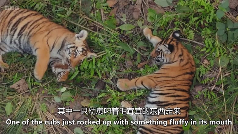 BBC纪录片《虎岛秘境 Tiger Island 2026》全2集 英语中英双字 无水印纯净版 1080P/MKV/5.8G 野生孟加拉虎插图2 BBC纪录片《虎岛秘境 Tiger Island 2026》全2集 英语中英双字 无水印纯净版 1080P/MKV/5.8G 野生孟加拉虎插图2