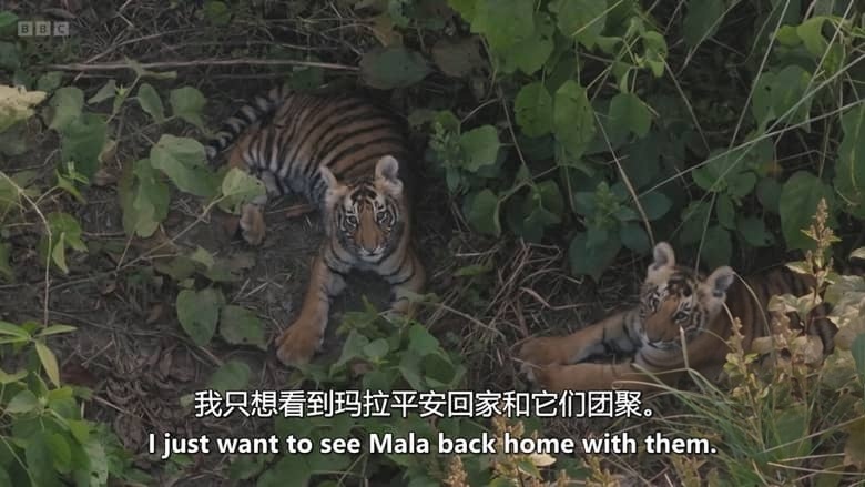 BBC纪录片《虎岛秘境 Tiger Island 2026》全2集 英语中英双字 无水印纯净版 1080P/MKV/5.8G 野生孟加拉虎插图4 BBC纪录片《虎岛秘境 Tiger Island 2026》全2集 英语中英双字 无水印纯净版 1080P/MKV/5.8G 野生孟加拉虎插图4