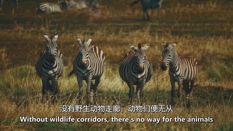CH4纪录片《非洲秘境：进入荒野 Secret Africa: Into The Wild 2026》全3集 英语中英双字 无水印纯净版 1080P/MKV/4.97G 对自然的理解插图4