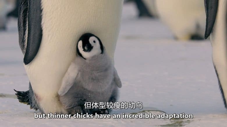 BBC纪录片《企鹅家族 Penguins: Meet the Family 2020》英语中英双字 无水印纯净版 1080P/MKV/3.74G 企鹅与种族插图4