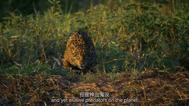 德国纪录片《美洲豹的生存挑战 Jaguar: King of the Jungle 2020》国语中英双字 无水4K超清/2160P/MP4/1.31G 丛林之王插图1 德国纪录片《美洲豹的生存挑战 Jaguar: King of the Jungle 2020》国语中英双字 无水4K超清/2160P/MP4/1.31G 丛林之王插图1