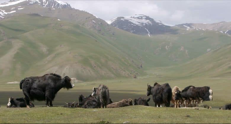 美国纪录片《牧民 Herders 2022》全5集 英语中英双字 无水印纯净版 1080P/MKV/5.99G 牧民生活插图3