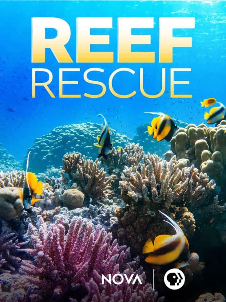 加拿大纪录片《救援珊瑚礁 Reef Rescue 2020》英语中英双字 无水印纯净版 1080P/MKV/2.97G 救援珊瑚礁插图 加拿大纪录片《救援珊瑚礁 Reef Rescue 2020》英语中英双字 无水印纯净版 1080P/MKV/2.97G 救援珊瑚礁插图