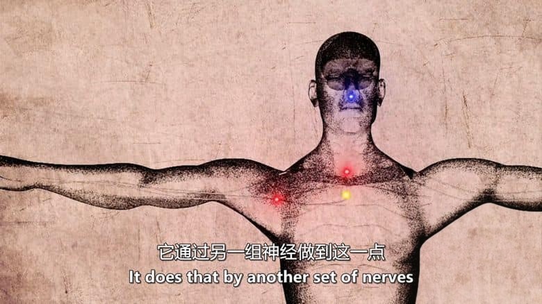 BBC纪录片《寻找现代药物 From Pain to Poison 2013》全3集 英语中英双字 无水印纯净版 1080P/MKV/6.26G 对抗疾病插图4