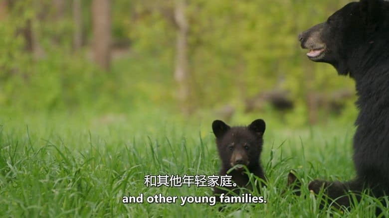 史密森尼频道《美国的狂野边境：北方荒野 America’s Wild Border: Northern Exposure 2020》英语中英双字 无水印纯净版 1080P/MKV/2.98G 美加边境生态插图6