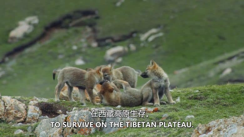 美国纪录片《走进荒野西藏 Into the Wild Tibet 2020》英语中英双字 无水印纯净版 1080P/MKV/2.84G 生态西藏插图4 美国纪录片《走进荒野西藏 Into the Wild Tibet 2020》英语中英双字 无水印纯净版 1080P/MKV/2.84G 生态西藏插图4