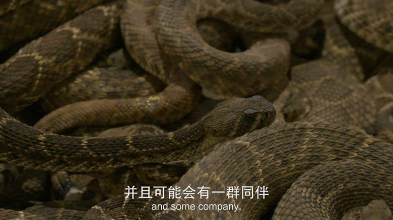 国家地理《毒液传奇 Legends of Venom 2023》第一季全3集 英语中英双字 无水印纯净版 4K超清/2160P/MKV/18.4G 蛇类纪录片插图5 国家地理《毒液传奇 Legends of Venom 2023》第一季全3集 英语中英双字 无水印纯净版 4K超清/2160P/MKV/18.4G 蛇类纪录片插图5