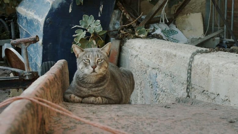 马耳他纪录片《马耳他的猫 Cats of Malta 2023》英语中英双字 无水印纯净版 1080P/MKV/1.23G 马耳他的猫插图2