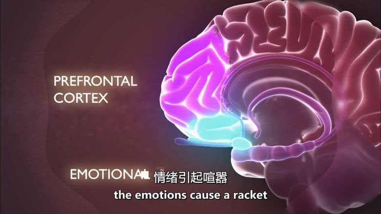 PBS纪录片《我们能变得有多聪明?How Smart Can We Get 2012》英语中英双字 无水印纯净版 1080P/MKV/3.4G 人体探索插图5 PBS纪录片《我们能变得有多聪明?How Smart Can We Get 2012》英语中英双字 无水印纯净版 1080P/MKV/3.4G 人体探索插图5