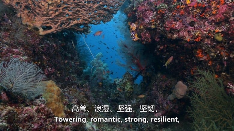 加拿大纪录片《救援珊瑚礁 Reef Rescue 2020》英语中英双字 无水印纯净版 1080P/MKV/2.97G 救援珊瑚礁插图2 加拿大纪录片《救援珊瑚礁 Reef Rescue 2020》英语中英双字 无水印纯净版 1080P/MKV/2.97G 救援珊瑚礁插图2