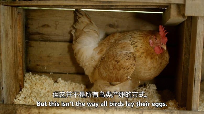 PBS纪录片《蛋：大自然的完美发明 The Egg: Life’s Perfect Invention 2019》英语中英双字 无水印纯净版 1080P/MKV/2.3G 卵生揭秘插图3