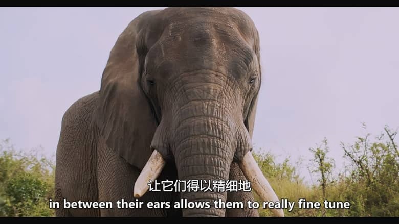 加拿大纪录片《动物本能 The Animal Within 2020-2026》第1-2季全12集 英语中英双字 无水印纯净版 1080P/MKV/21.6G 动物超能力插图7