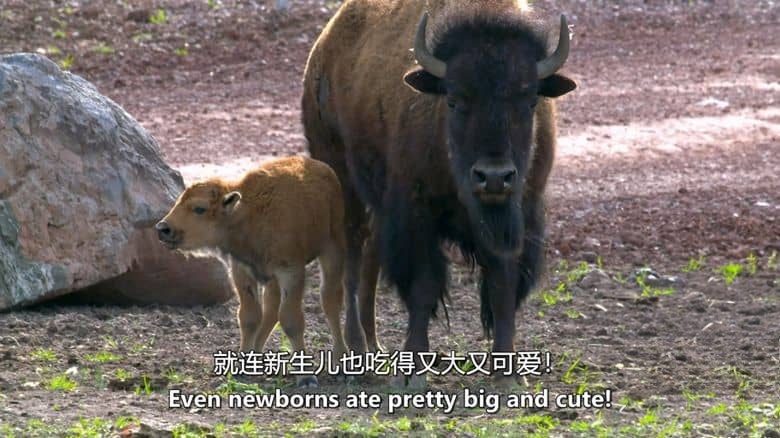 美国纪录片《动物宝宝 Baby Animals 2015-2020》第1-2季全13集 英语中英双字 无水印纯净版 1080P/MKV/23.9G 动物幼崽插图7