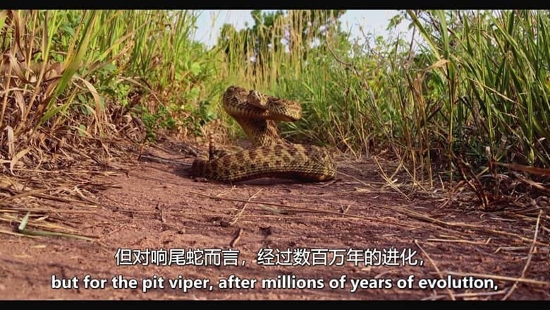 加拿大纪录片《动物本能 The Animal Within 2020-2026》第1-2季全12集 英语中英双字 无水印纯净版 1080P/MKV/21.6G 动物超能力插图3