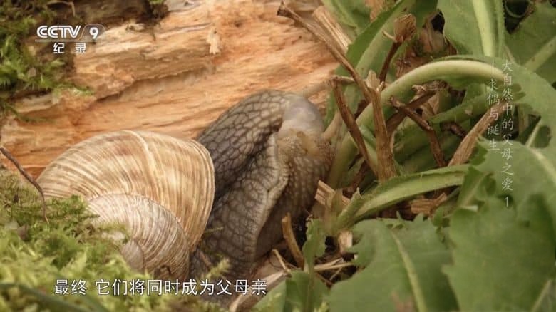德国纪录片《大自然中的父母之爱 Parents in the Wild 2024》全2集 国语中字 央视版 1080P/TS/6.27G 动物间的亲情插图2 德国纪录片《大自然中的父母之爱 Parents in the Wild 2024》全2集 国语中字 央视版 1080P/TS/6.27G 动物间的亲情插图2