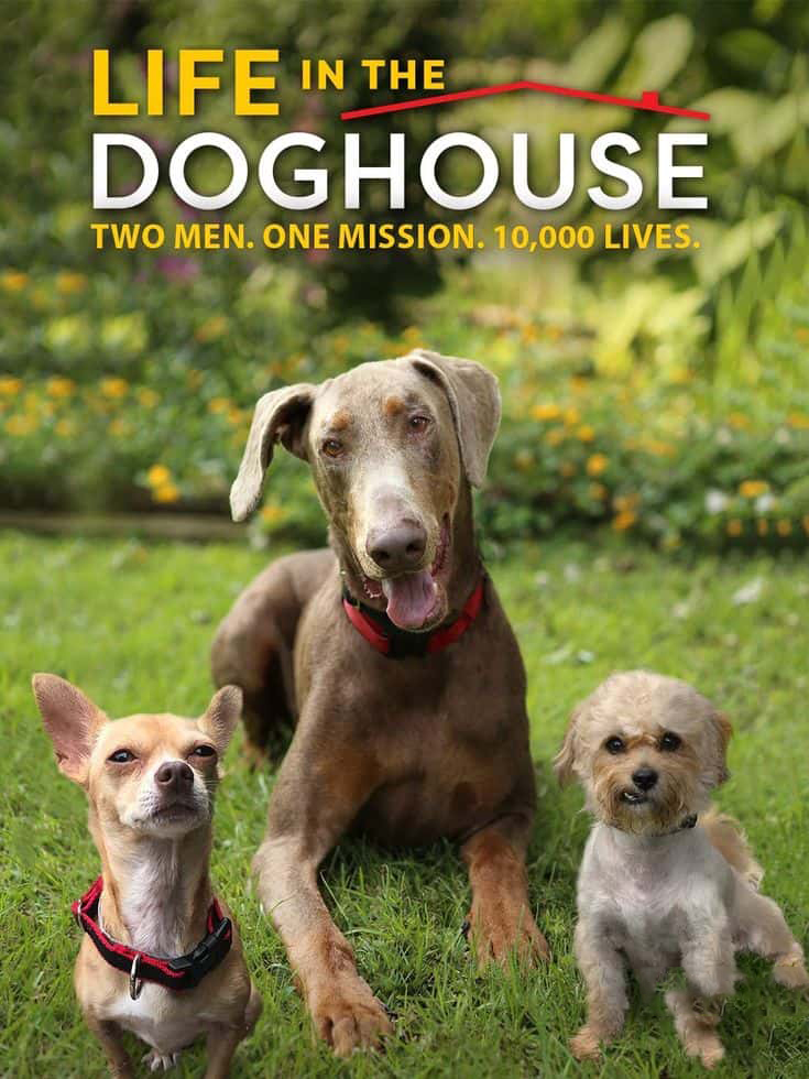 美国纪录片《同一汪檐下 Life in the Doghouse 2018》英语中英双字 无水印纯净版 1080P/MKV/4.91G 拯救狗狗二人组插图 美国纪录片《同一汪檐下 Life in the Doghouse 2018》英语中英双字 无水印纯净版 1080P/MKV/4.91G 拯救狗狗二人组插图