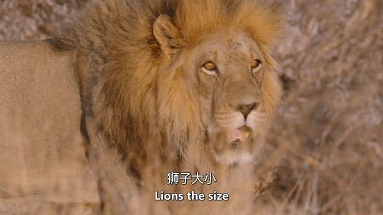 史密森尼频道《沙漠之王 Kings of the Desert 2020》英语中英双字 无水印纯净版 1080P/MKV/2.4G 非洲沙漠狮插图1 史密森尼频道《沙漠之王 Kings of the Desert 2020》英语中英双字 无水印纯净版 1080P/MKV/2.4G 非洲沙漠狮插图1