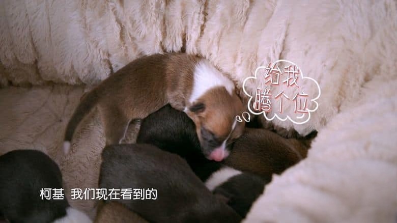 国产纪录片《小主安康－宠物医院 Animal.Hospital 2021》第2-3季全16集 国语中字 1080P/MP4/18.9G 宠物医院插图1