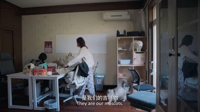 国产纪录片《养猫的人 Life with Cats 2024》全6集 国语中英双字 4K超清/2160P/MP4/7.73G 人与猫故事插图3 国产纪录片《养猫的人 Life with Cats 2024》全6集 国语中英双字 4K超清/2160P/MP4/7.73G 人与猫故事插图3