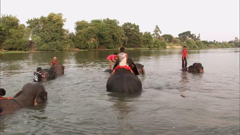 澳大利亚纪录片《最后的象夫 The Last Mahout 2008》英语中英双字 无水印纯净版 1080P/MKV/4.66G 亚洲象插图5 澳大利亚纪录片《最后的象夫 The Last Mahout 2008》英语中英双字 无水印纯净版 1080P/MKV/4.66G 亚洲象插图5