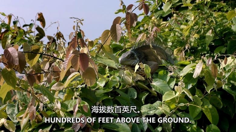 史密森尼频道《热带雨林的奥秘 Mysteries of the Rainforest 2016》英语中英双字 无水印纯净版 1080P/MKV/3.75G 热带雨林插图4 史密森尼频道《热带雨林的奥秘 Mysteries of the Rainforest 2016》英语中英双字 无水印纯净版 1080P/MKV/3.75G 热带雨林插图4
