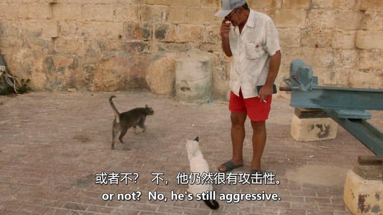 马耳他纪录片《马耳他的猫 Cats of Malta 2023》英语中英双字 无水印纯净版 1080P/MKV/1.23G 马耳他的猫插图3