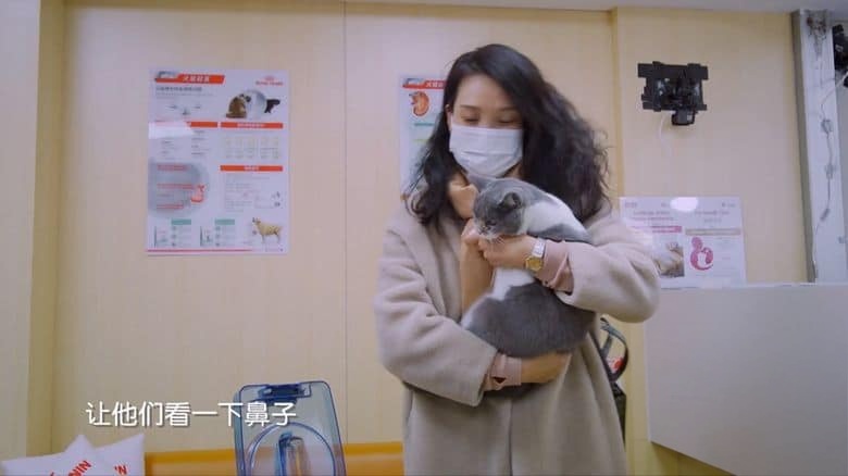 国产纪录片《小主安康－宠物医院 Animal.Hospital 2021》第2-3季全16集 国语中字 1080P/MP4/18.9G 宠物医院插图6