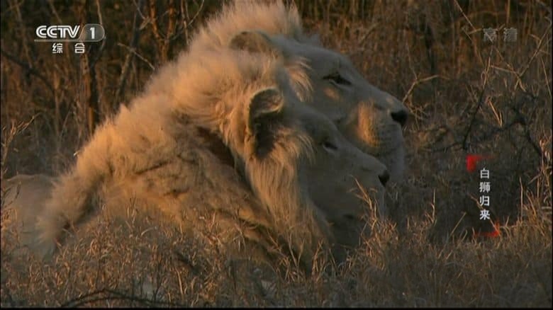 央视纪录片《动物世界(赵忠祥版) Animal World 1968》共107集 国语无字 1080P/TS/150G 动物世界插图1 央视纪录片《动物世界(赵忠祥版) Animal World 1968》共107集 国语无字 1080P/TS/150G 动物世界插图1
