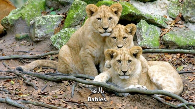 美国纪录片《动物宝宝 Baby Animals 2015-2020》第1-2季全13集 英语中英双字 无水印纯净版 1080P/MKV/23.9G 动物幼崽插图3