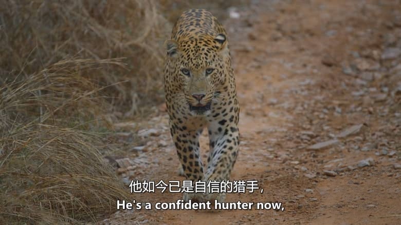 英国纪录片《豹族王朝：拉纳的崛起 Leopard Dynasty-The Rise of Rana 2025》英语中英双字 无水印纯净版 1080P/MKV/1.81G 野生豹插图6