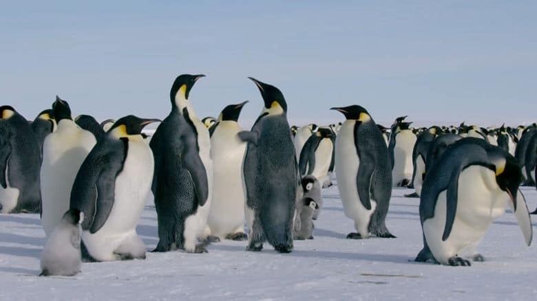 BBC纪录片《企鹅家族 Penguins: Meet the Family 2020》英语中英双字 无水印纯净版 1080P/MKV/3.74G 企鹅与种族插图5