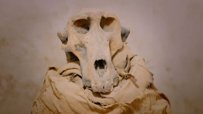 Ch5纪录片《尼罗河：五千年的历史 Nile: 5000 Years of History 2018》全4集 英语中英双字 无水印纯净版 1080P/MKV/6.23G 尼罗河插图2