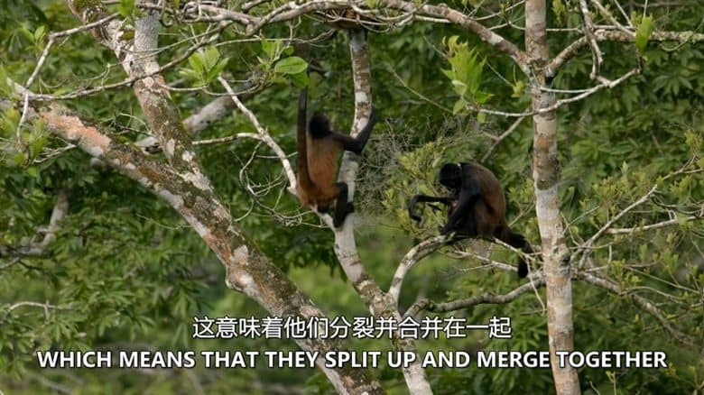 史密森尼频道《热带雨林的奥秘 Mysteries of the Rainforest 2016》英语中英双字 无水印纯净版 1080P/MKV/3.75G 热带雨林插图2 史密森尼频道《热带雨林的奥秘 Mysteries of the Rainforest 2016》英语中英双字 无水印纯净版 1080P/MKV/3.75G 热带雨林插图2
