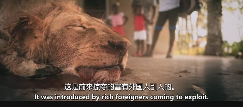 英国纪录片《塞西尔：狮子与牙医 Cecil: The Lion and the Dentist 2026》英语中英双字 无水印纯净版 1080P/MKV/1.31G 人与野生动物的共生插图6
