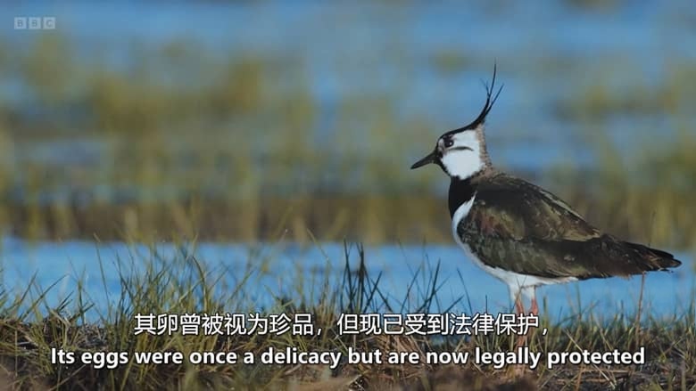 BBC纪录片《走进英国国家公园 Inside Britain’s National Parks 2026》全4集 英语中英双字 无水印纯净版 1080P/MKV/4.6G 英国国家公园插图5