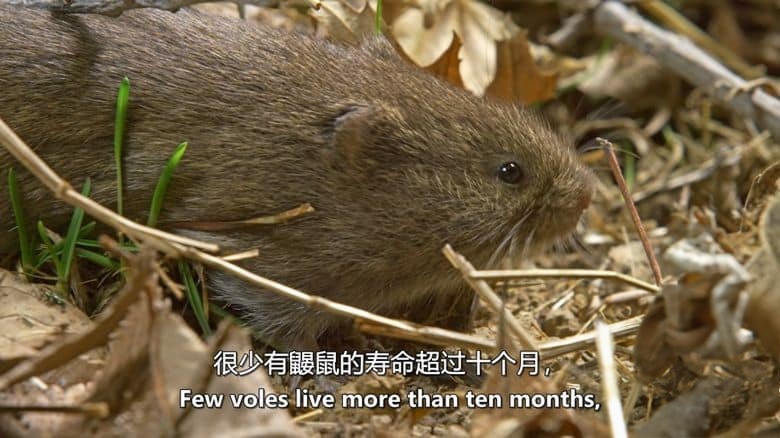 史密森尼频道《美国的狂野边境：北方荒野 America’s Wild Border: Northern Exposure 2020》英语中英双字 无水印纯净版 1080P/MKV/2.98G 美加边境生态插图3