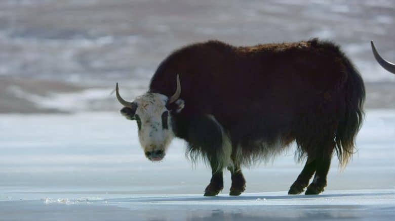 美国纪录片《走进荒野西藏 Into the Wild Tibet 2020》英语中英双字 无水印纯净版 1080P/MKV/2.84G 生态西藏插图1 美国纪录片《走进荒野西藏 Into the Wild Tibet 2020》英语中英双字 无水印纯净版 1080P/MKV/2.84G 生态西藏插图1