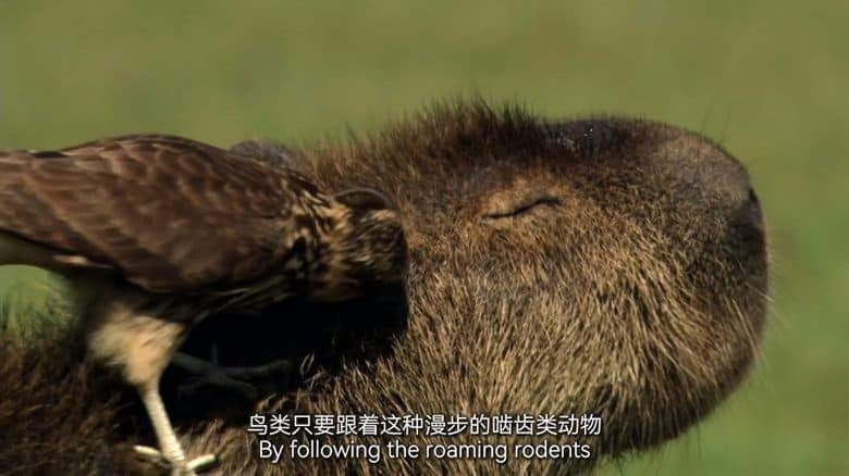 德国纪录片《美洲豹的生存挑战 Jaguar: King of the Jungle 2020》国语中英双字 无水4K超清/2160P/MP4/1.31G 丛林之王插图5 德国纪录片《美洲豹的生存挑战 Jaguar: King of the Jungle 2020》国语中英双字 无水4K超清/2160P/MP4/1.31G 丛林之王插图5